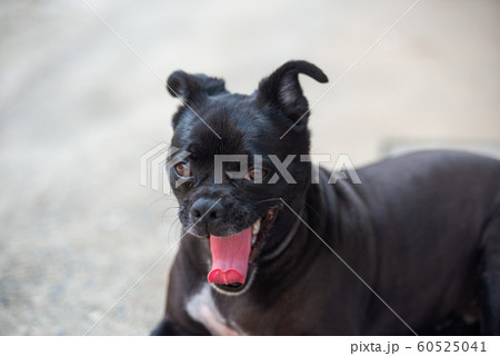 小型犬のあくび 小型犬のあくび 60525041