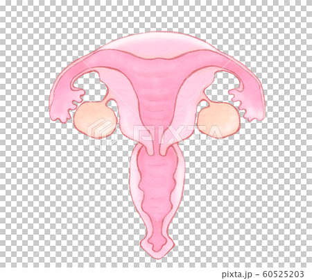 Illustration of a healthy uterus and ovaries 60525203