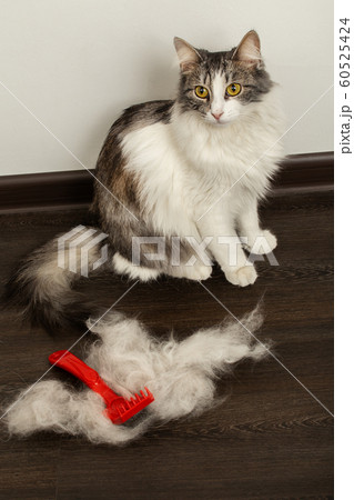 cat after grooming cat after grooming 60525424
