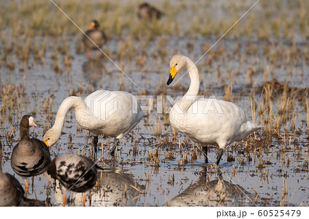 田んぼで採餌するオオハクチョウ 田んぼで採餌するオオハクチョウ 60525479
