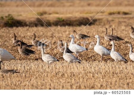 伊豆沼・田んぼで休息するハクガン01 60525503