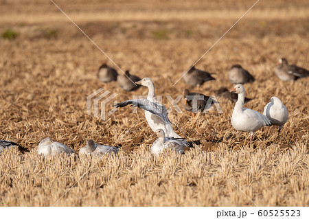 伊豆沼で越冬するハクガン達03 60525523