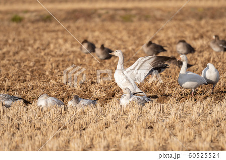 伊豆沼で越冬するハクガン達04 伊豆沼で越冬するハクガン達04 60525524