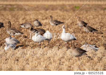伊豆沼で越冬するハクガン達06 伊豆沼で越冬するハクガン達06 60525526