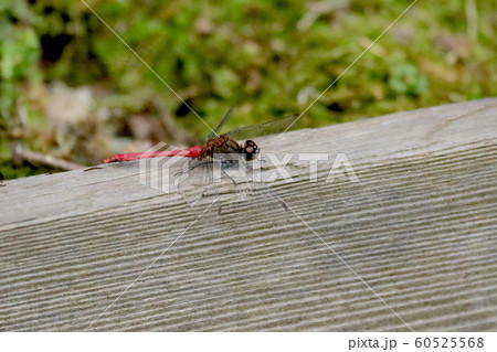 トンボの目 60525568