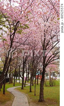 永山記念公園の桜 60525574