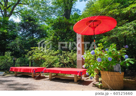 梅雨の六義園 60525660