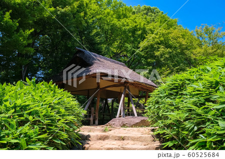 新緑の六義園 つつじ茶屋 新緑の六義園 つつじ茶屋 60525684