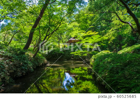 新緑の六義園 つつじ茶屋 60525685