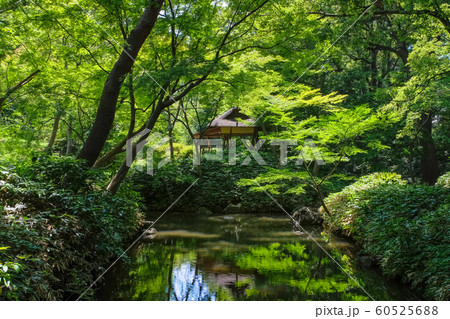 新緑の六義園 つつじ茶屋 60525688