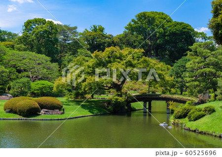新緑の六義園 田鶴橋 新緑の六義園 田鶴橋 60525696