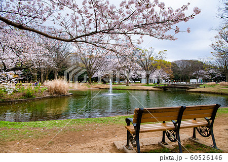 東京 代々木公園 満開の桜と水回廊の写真素材 東京 代々木公園 満開の桜と水回廊の写真素材
