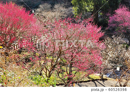 熱海梅園　紅梅と香浮橋 60526398
