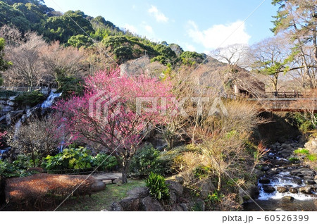 熱海梅園 梅見の滝と初川と紅梅 熱海梅園 梅見の滝と初川と紅梅 60526399