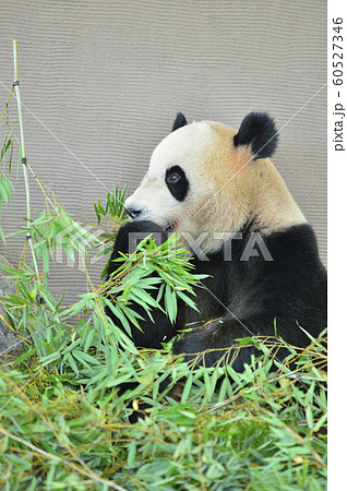 竹と笹の葉を食べるパンダ の写真素材