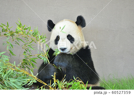 竹と笹の葉を食べるパンダ の写真素材