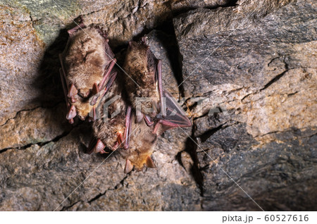 A wild some bats hangs in a dream on the ceiling of a stone cave. Little bats in the North Caucasus 60527616