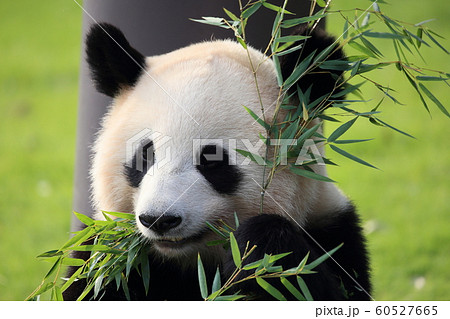 竹と笹の葉を食べるパンダ の写真素材