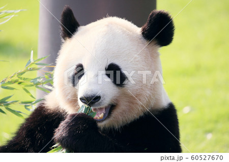 竹と笹の葉を食べるパンダ の写真素材