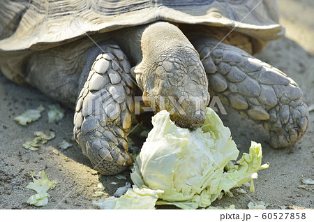 キャベツを食べるケヅメリクガメの写真素材