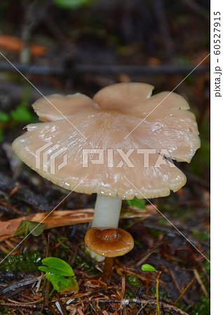 スミゾメシメジ(富士山 北嶺/山梨県富士吉田市) スミゾメシメジ(富士山 北嶺/山梨県富士吉田市) 60527915