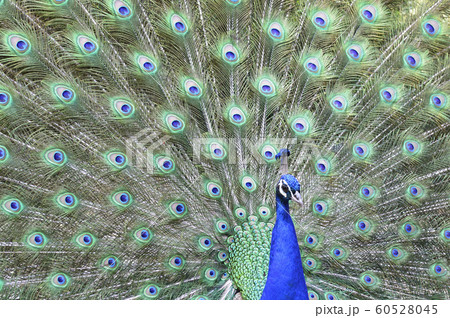 孔雀 インド孔雀 求愛 孔雀 インド孔雀 求愛 60528045