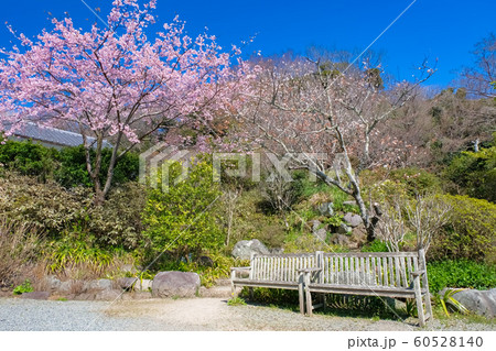 鎌倉 浄妙寺境内 桜 鎌倉 浄妙寺境内 桜 60528140