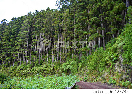 Pine woods in Portugal islands, Azores, forests Pine woods in Portugal islands, Azores, forests 60528742