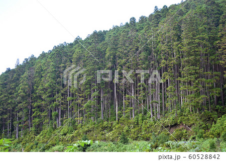 Pine woods in Portugal islands, Azores, forests Pine woods in Portugal islands, Azores, forests 60528842