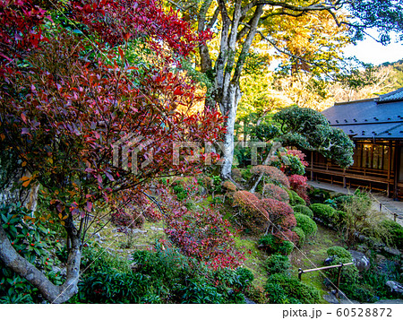 【静岡県伊豆】修禅寺「東海第一園」日本庭園の風景【秋】 60528872