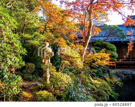 【静岡県伊豆】修禅寺「東海第一園」日本庭園の風景【秋】 60528897