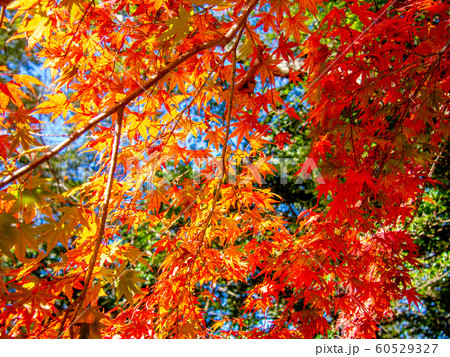 【静岡県伊豆】修善寺もみじ林【秋】 【静岡県伊豆】修善寺もみじ林【秋】 60529327