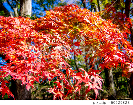 【静岡県伊豆】修善寺もみじ林【秋】 60529328