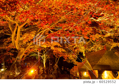 神奈川県　大山寺の紅葉 60529552