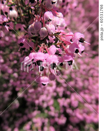 ジャノメエリカ 60531766