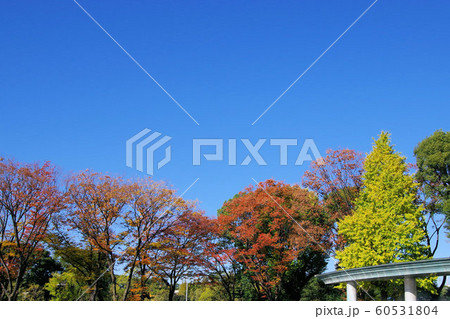 紅葉 60531804