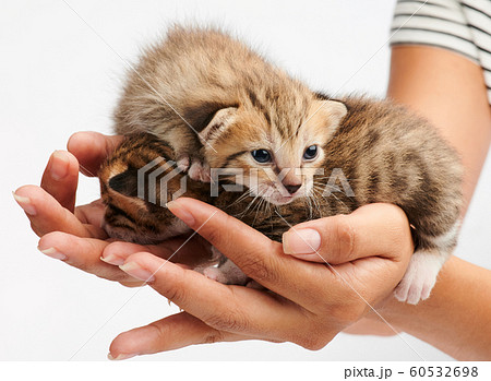 Two small kitty on woman hand Two small kitty on woman hand 60532698