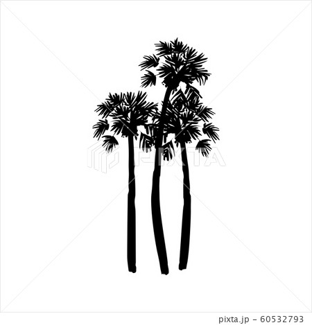 Vector hand drawn illustration of tropical palm tree 60532793