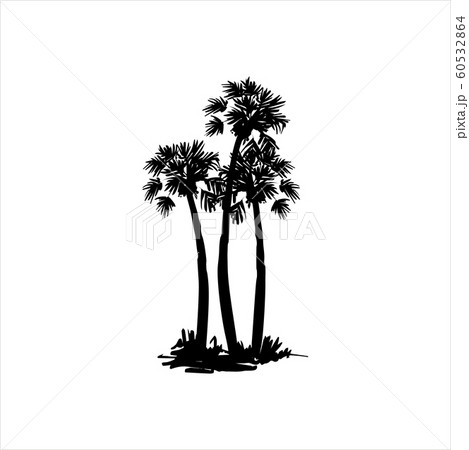 Vector hand drawn illustration of tropical palm tree Vector hand drawn illustration of tropical palm tree 60532864