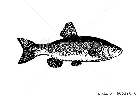 Vector hand drawn Fishes sketch illustration on white background Vector hand drawn Fishes sketch illustration on white background 60533046