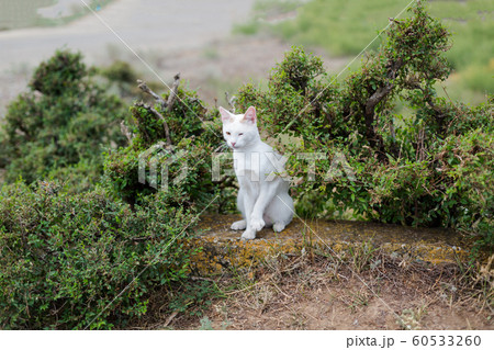 White domestic cat in a green bush 60533260