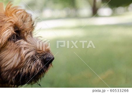 A red puppy briard playing in the park 60533266