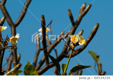 The most beatiful plumeria flowers, yellow  and 60534250