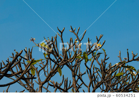 The most beatiful plumeria flowers, yellow  and 60534251