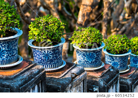 beautiful Carmona retusa or Fukien tea tree in the 60534252
