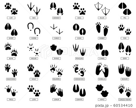 Animals footprints. Animal feet silhouette, frog footprint and pets foots silhouettes prints vector illustration set 60534410