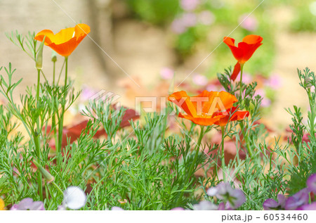 花壇のカリフォルニアポピーの写真素材