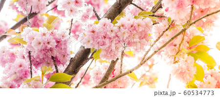 extraordinary blossoming cherry tree petals extraordinary blossoming cherry tree petals 60534773