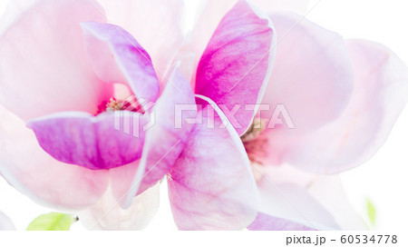 magnolia soulangeana blossoming, spring time magnolia soulangeana blossoming, spring time 60534778