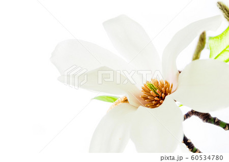 closeup of magnolia stellata blossoming closeup of magnolia stellata blossoming 60534780